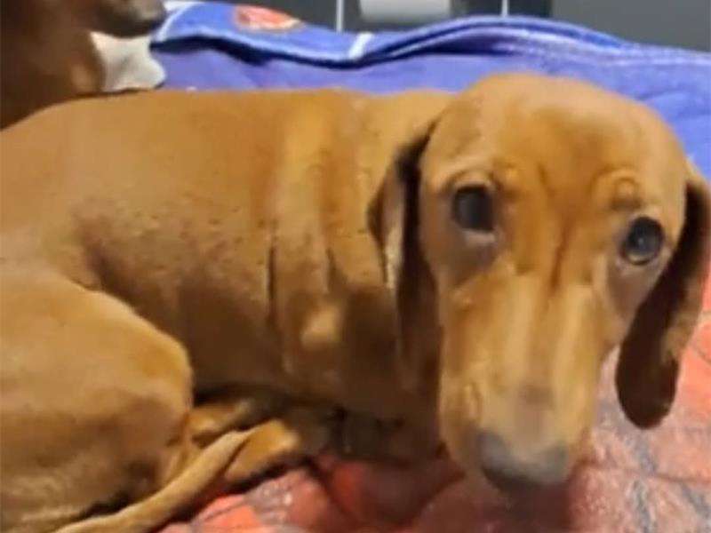 A frightened senior Dachshund may still be wandering the Greenhills and Randgate areas, and residents are asked to keep a careful lookout.