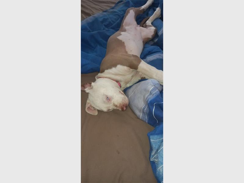 A two-year-old pit bull named Storm went missing after fireworks on New Year's Eve, and her owner is appealing to the community for help.