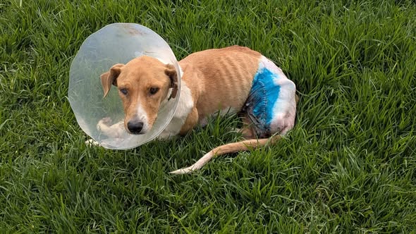 Magic’s story took a hopeful turn after No More Tears Animal Rescue saved her, despite her severe injuries.