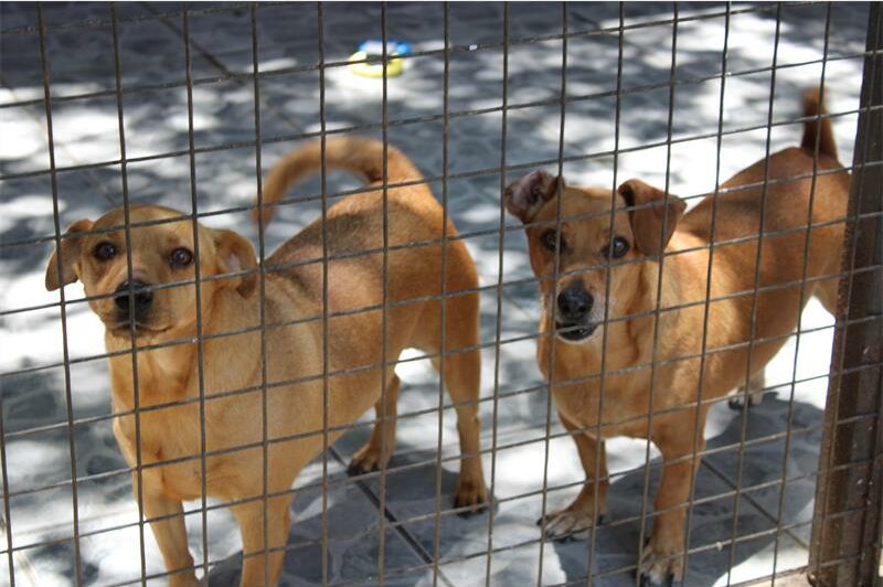 Cast Aways Animal Sanctuary is calling on the community for food and utility support to care for their animals this January.