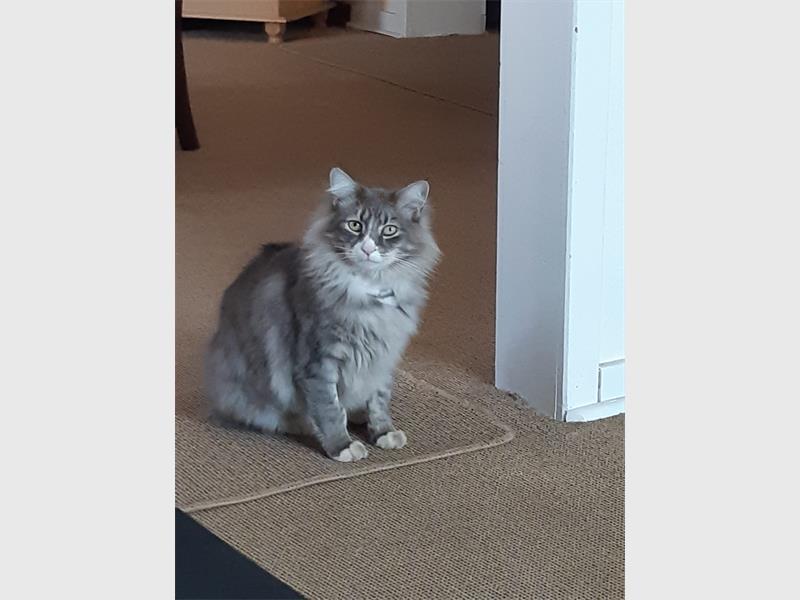 A heartbroken pet owner is appealing to the community for help in finding her beloved cat, which has been missing since December.