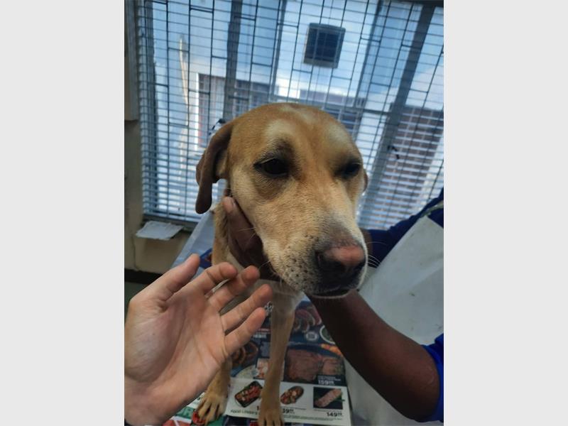 No More Tears Animal Rescue hopes to find two-year-old Swerwer a true forever home after she was abandoned twice.