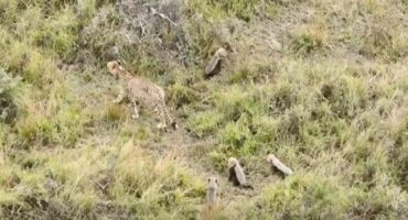 Cheetah Video of the Week