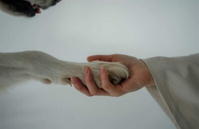 The RandWest SPCA is urgently appealing for community members to step up after a poorly attended AGM left it struggling to fill critical committee roles.