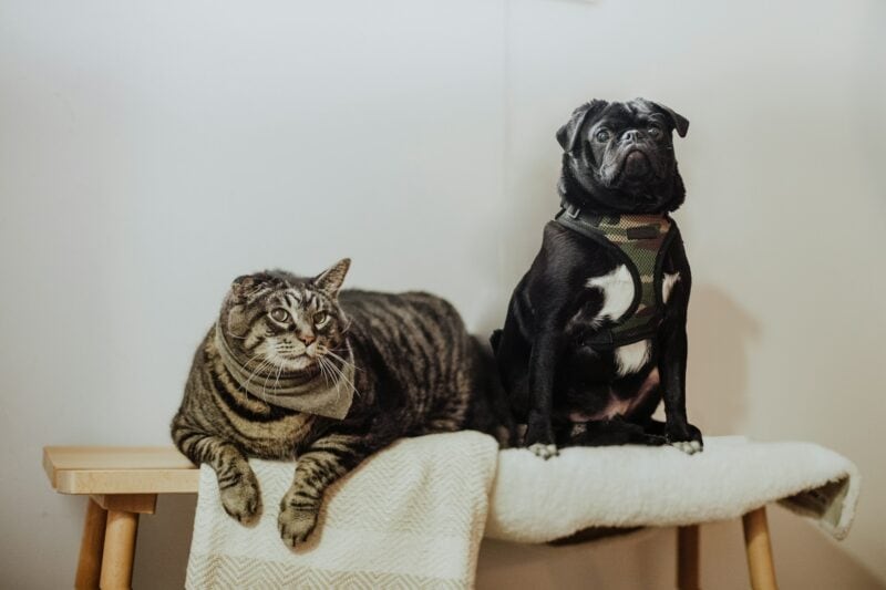 Anyone is welcome to bring their pet for a free rabies vaccination from Monday to Friday.