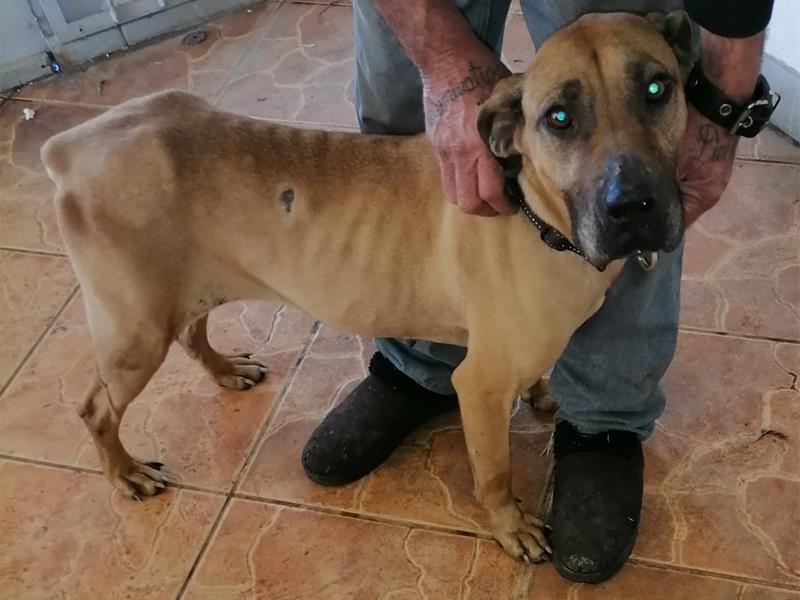 A rescue dog who has already survived severe neglect is now missing, with her rescuers racing to find her before the cold weather puts her life at further risk.