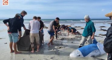 Betty’s Bay community race to save beached Risso’s dolphin1