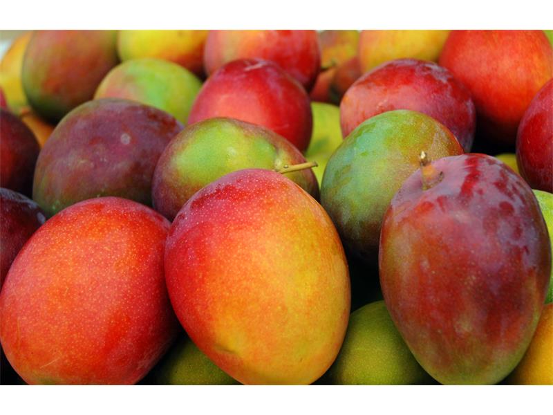Know your South African mangoes Kempton Express