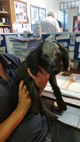 Ivy's head injury when she was found as a stray dog in Rhodesfield.