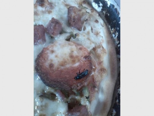 THIS is what a baked fly looks like: this photograph was sent to EXPRESS after Roman Pizza's experiment to prove the fly was not cooked with the pizza.