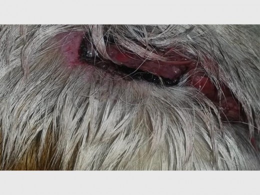 THE furry canine was stabbed seven times.