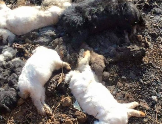 The dead animals found in a pit at the bunny park. Photograph: Facebook