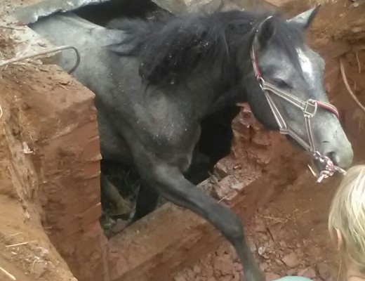 FREE at last: the 18-months-old horse is finally rescued from her misery.