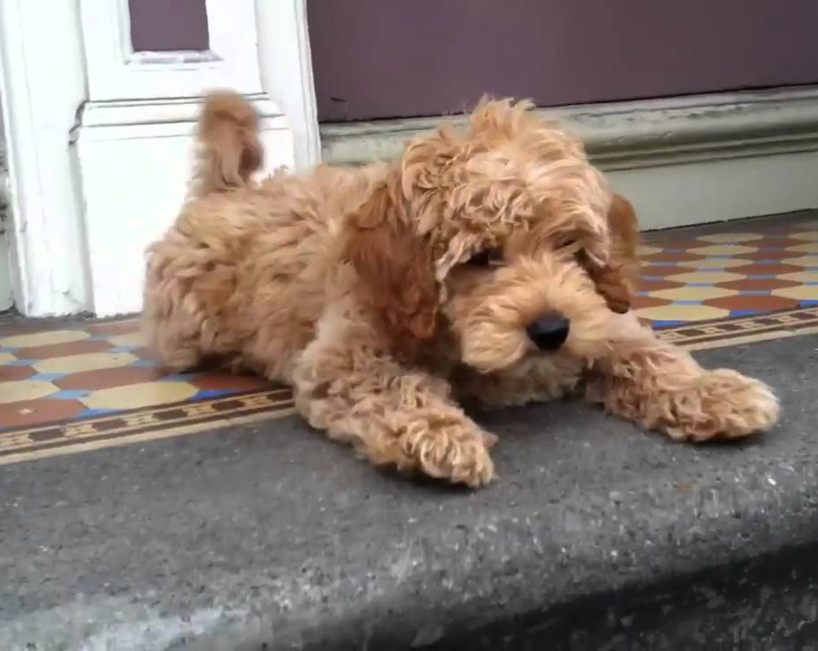 puppy