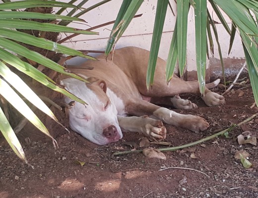 A reward will be given if Bhoris and his mate are found and brought back to their owners.