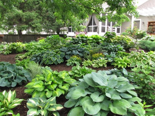 garden1_47904