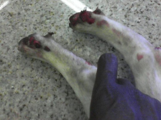 THE raw paws of a puppy that was allegedly dragged behind a car. Photograph: SPCA