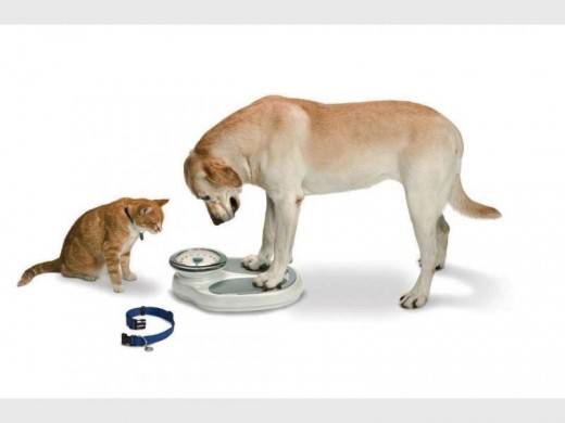 dog-on-scale_09326