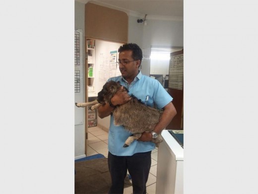 Dr Shabeer Bhoola, holding the two-day-old Black Wildebeest calf which he helped treat on January 24.