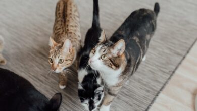 pets
