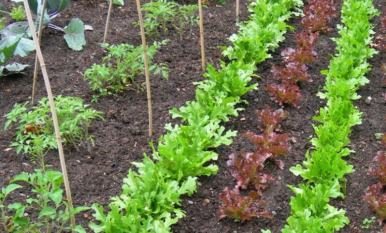Alice Coetzee - 29-07-2022 - gardening - grow your own photo 1