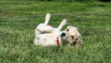 ElanaWagner-13-01-2023-Pets-DogBehaviour.2