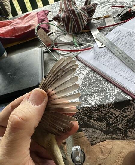 Koppies have a fun bird activity where birds need to be captured, weighed and measure their wings and other dimensions.