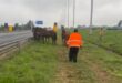 A person in a bright orange jacket approaches a group of horses standing by a highway. The overcast sky sets a calm yet tense mood.
