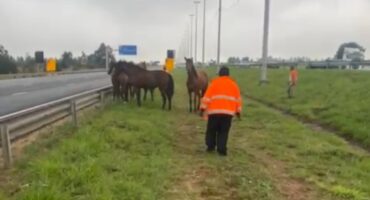 A person in a bright orange jacket approaches a group of horses standing by a highway. The overcast sky sets a calm yet tense mood.