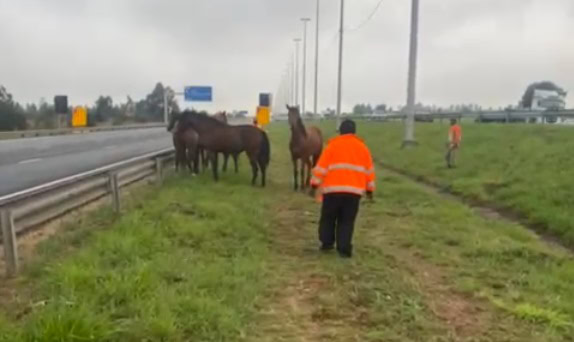A person in a bright orange jacket approaches a group of horses standing by a highway. The overcast sky sets a calm yet tense mood.