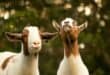 Two goats with brown and white markings stand in a sunlit forest. The goat on the left looks at the camera, while the right one gazes upward, creating a playful tone.
