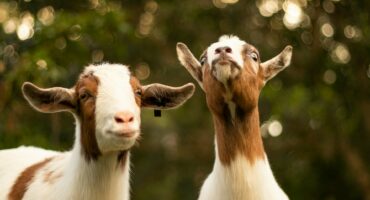 Two goats with brown and white markings stand in a sunlit forest. The goat on the left looks at the camera, while the right one gazes upward, creating a playful tone.