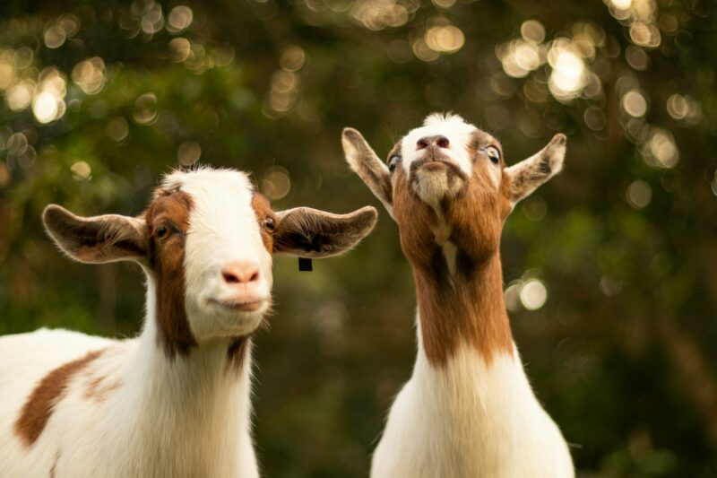Two goats with brown and white markings stand in a sunlit forest. The goat on the left looks at the camera, while the right one gazes upward, creating a playful tone.