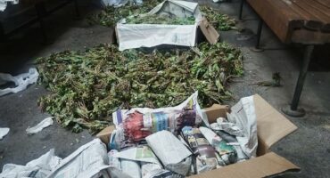 Cardboard box and newspapers scattered on the floor hold green plant stalks, possibly drying. Benches surround the arrangement, suggesting indoor setting.