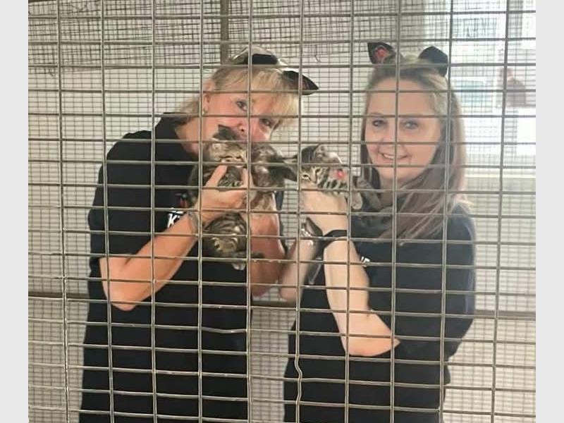 Many of the cats waiting for homes are older animals and every day, volunteers feed approximately 2 000 homeless cats in various colonies.