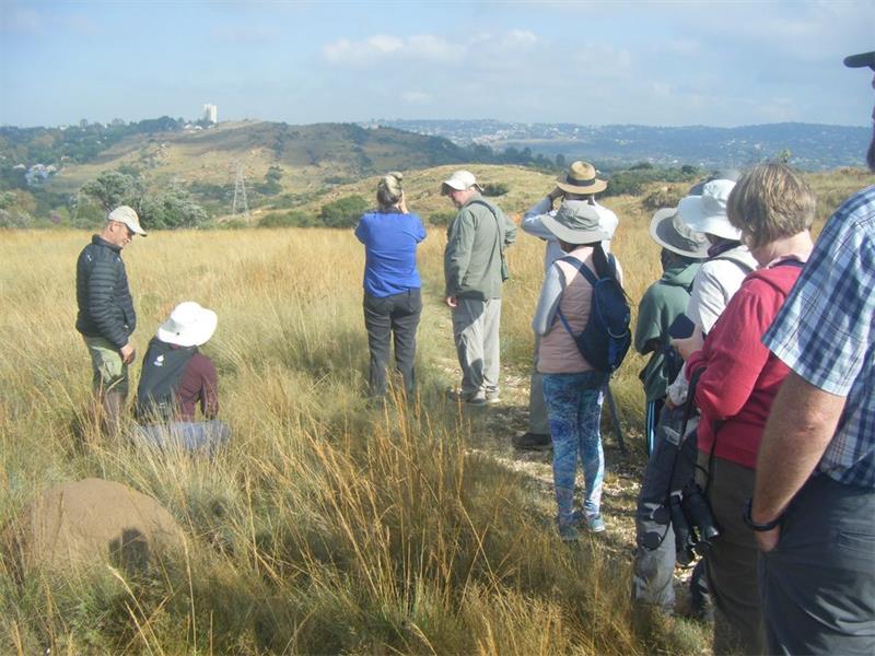 A new bird-watching guide featuring more than 185 species spotted at Melville Koppies will be launched on March 15.