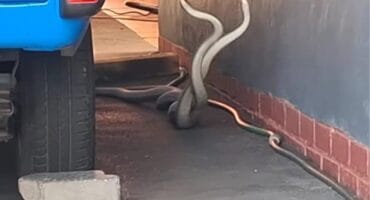 mamba combat