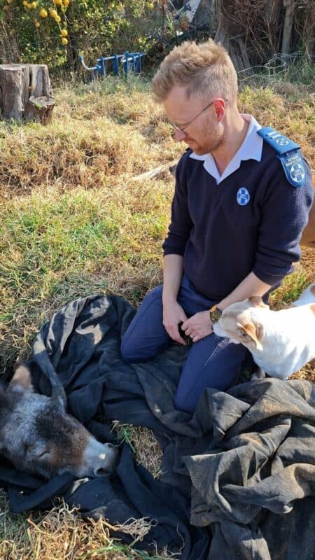 A man in a navy sweater kneels beside a black tarp, observing a donkey while a small dog stands nearby in a grassy area.