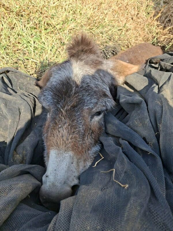 Close-up of a young animal's head resting on a black mesh fabric, surrounded by dry grass.