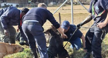 A group of people and dogs assisting in the rescue of a trapped animal in a grassy field, with houses in the background.