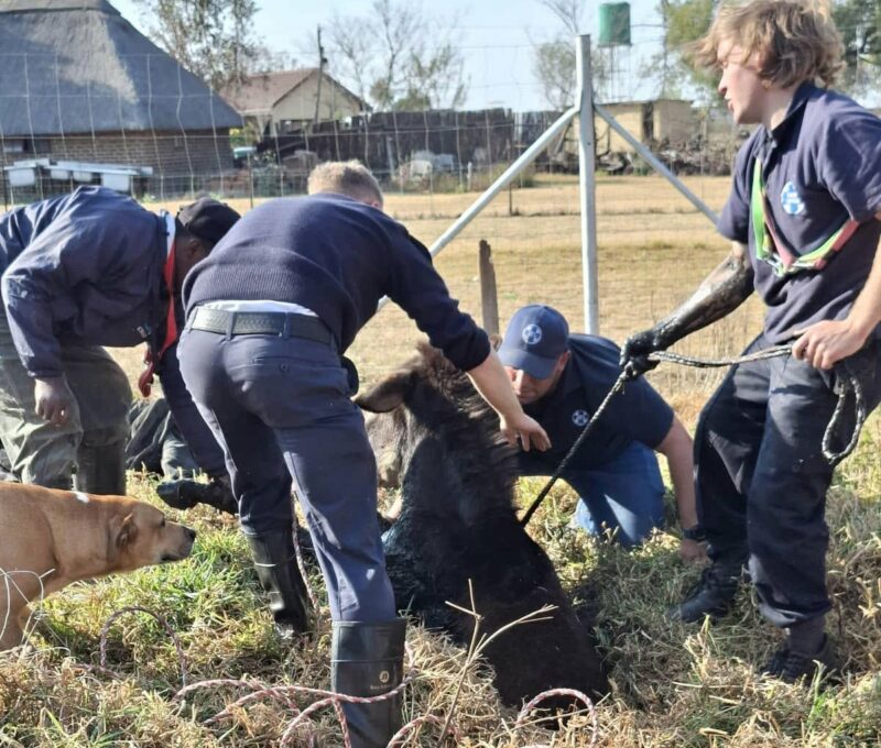 A group of people and dogs assisting in the rescue of a trapped animal in a grassy field, with houses in the background.