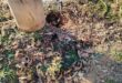 A concrete pole beside a dirt path, with a broken gray pipe lying on the ground and scattered dry leaves around.