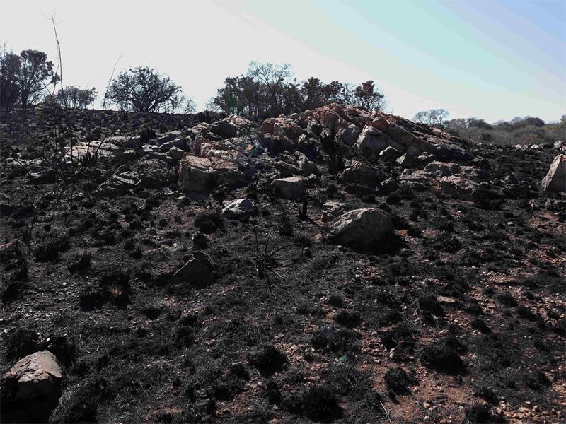 An unplanned fire raged through Melville Koppies.