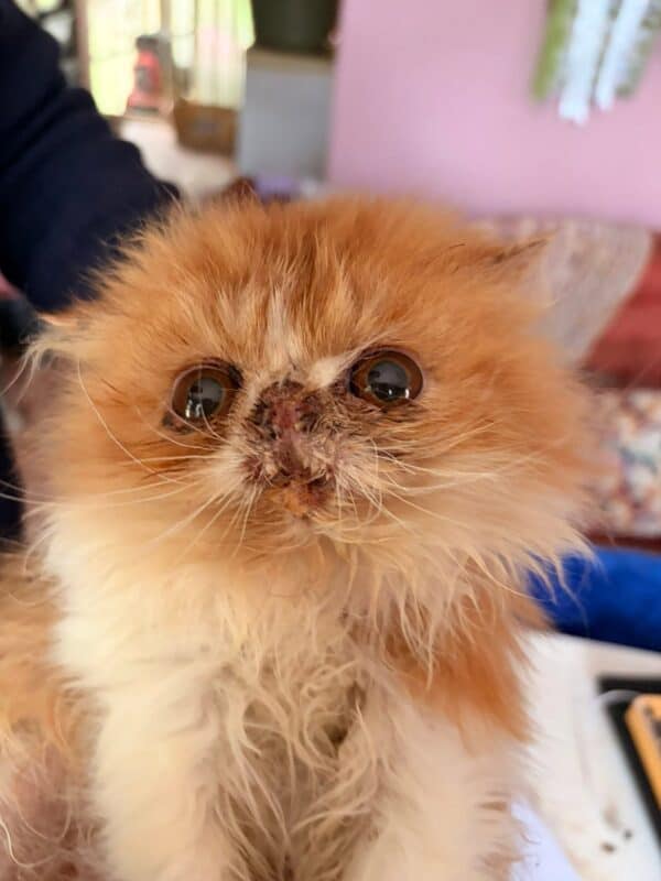 Close-up of a fluffy orange Persian cat indoors, with large watery eyes, a flat face, and a curious yet vulnerable expression.