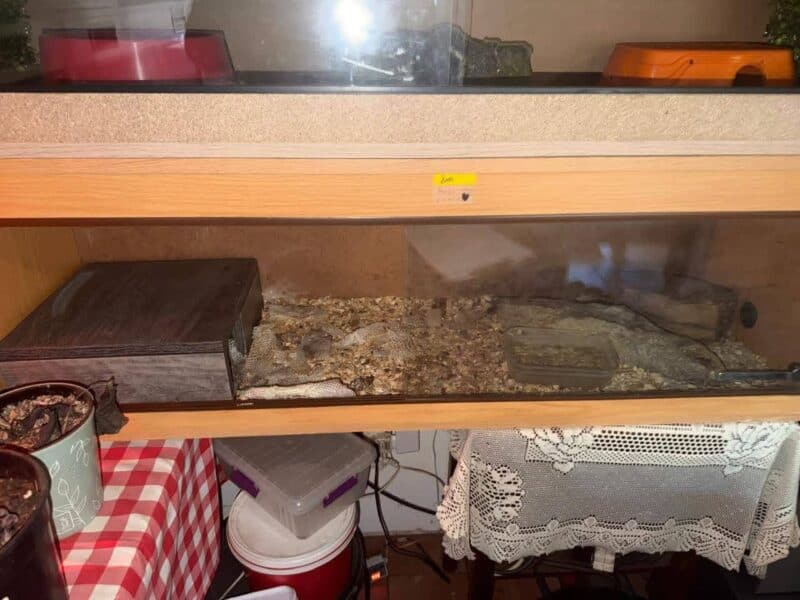 Glass-front reptile habitat on a wooden shelf, filled with bedding and a hide; household storage and lace-covered furniture sit below.