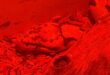 Red-lit aquarium scene with a large snake resting on driftwood creating an eerie tone.