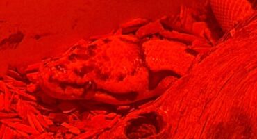 Red-lit aquarium scene with a large snake resting on driftwood creating an eerie tone.