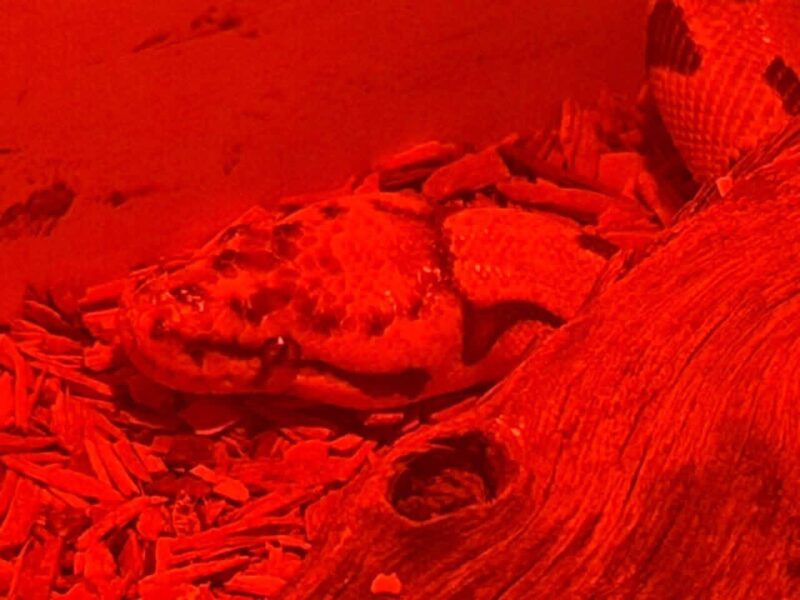 Red-lit aquarium scene with a large snake resting on driftwood creating an eerie tone.