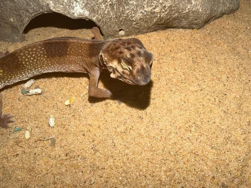 Close-up of a brown, spotted lizard resting on sandy ground beneath a rock, with textured scales and a striking green eye in warm light.