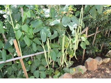 A closer look at the beans growing in Daniel van Dyk's Elsburg garden.